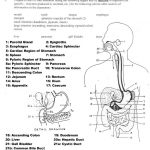 Human Anatomy Diagrams To Label | Human Anatomy Drawing | Digestive   Free Printable Human Anatomy Worksheets