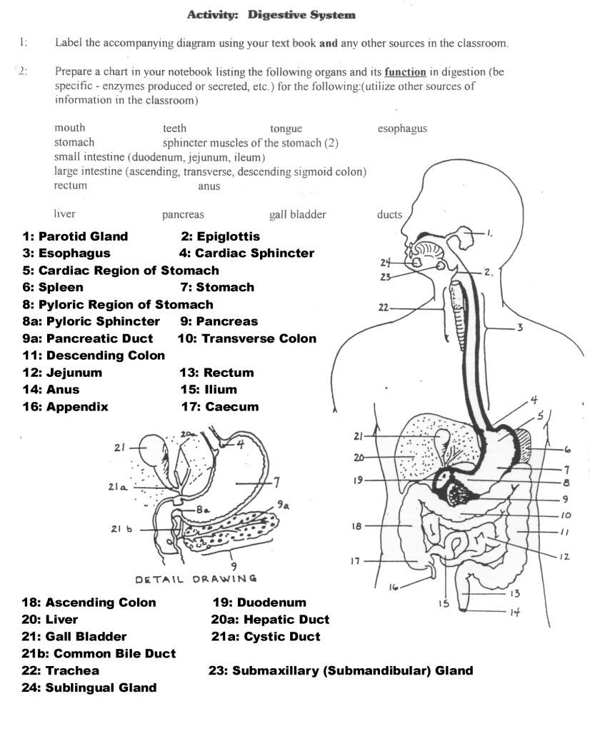 Human Anatomy Diagrams To Label | Human Anatomy Drawing | Digestive - Free Printable Human Anatomy Worksheets