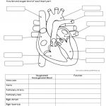 Human Anatomy Labeling Worksheets Human Body System Labeling   Free Printable Human Anatomy Worksheets