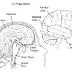 Human Brain Anatomy Coloring Page | Free Printable Coloring Pages   Free Anatomy Coloring Pages Printable