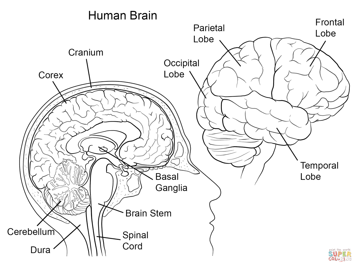 Human Brain Anatomy Coloring Page | Free Printable Coloring Pages - Free Anatomy Coloring Pages Printable