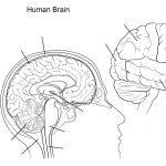 Human Brain Worksheet Coloring Page | Free Printable Coloring   Free Anatomy Coloring Pages Printable
