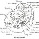 Human Cell Coloring Page | Free Printable Coloring Pages   Free Printable Cell Worksheets