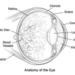 Human Eye Anatomy Coloring Page | Free Printable Coloring Pages   Free Printable Human Anatomy Coloring Pages