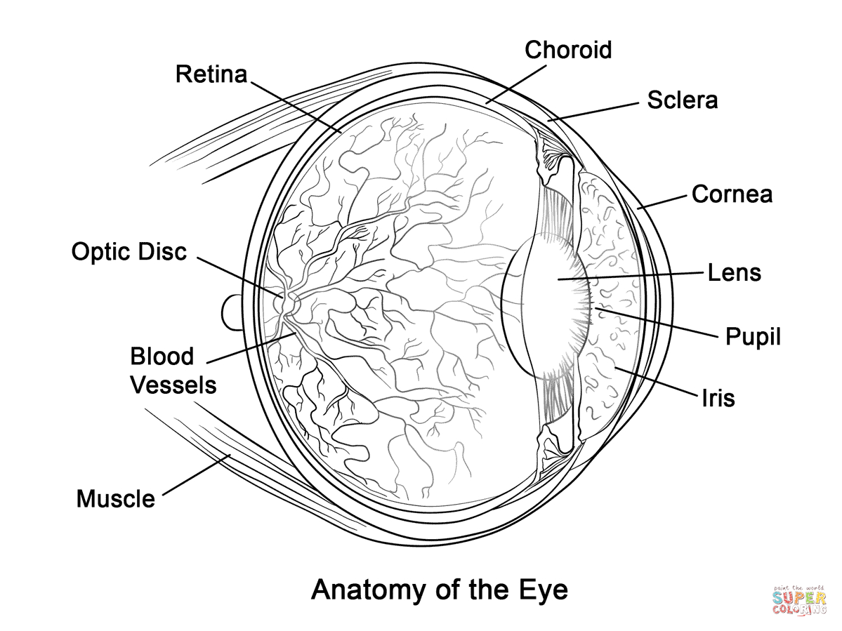 Human Eye Anatomy Coloring Page | Free Printable Coloring Pages - Free Printable Human Anatomy Coloring Pages