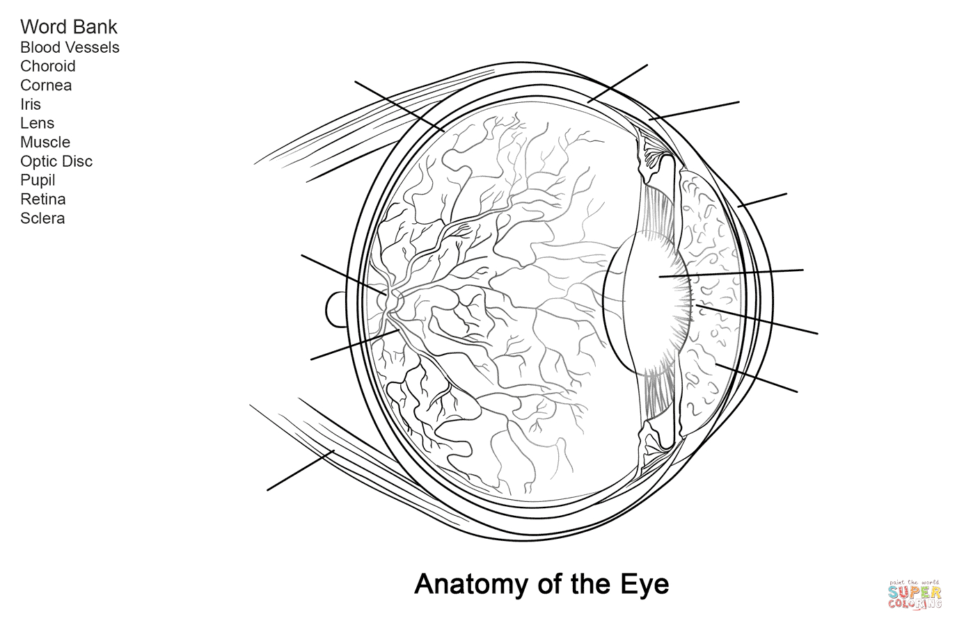 Human Eye Anatomy Worksheet Coloring Page | Free Printable Coloring - Free Printable Anatomy Pictures