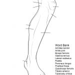 Human Leg Anatomy Worksheet Coloring Page | Free Printable Coloring   Free Printable Human Anatomy Worksheets