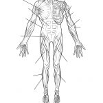 Human Muscles Front View Worksheet Coloring Page | Free Printable   Free Printable Human Anatomy Worksheets