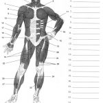 Label Muscles Worksheet | Body Muscles | Pinterest | Muscular System   Free Printable Muscle Flashcards