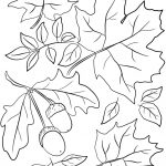 Leaf Coloring Pages Autumn Leaves And Acorns Page Free Printable 849   Free Printable Leaf Coloring Pages