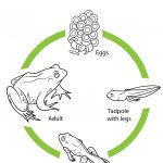 Life Cycle Of A Frog Coloring Page | Free Printable Coloring Pages   Life Cycle Of A Frog Free Printable Book