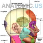 Muscles Of Face   Anatomy Flashcards   Anatomic Muscles Of Face   Free Printable Muscle Flashcards