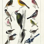 Over 25 Free Vintage Bird Printable Images | Remodelaholic #art   Free Printable Images Of Birds