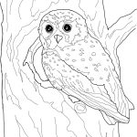 Owls Coloring Pages | Free Coloring Pages   Free Printable Owl Coloring Sheets