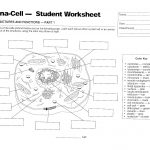 Plant And Animal Cell Diagram Worksheet | Printable Diagram   Free Printable Cell Worksheets