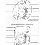 Plant And Animal Cell Worksheet   Siteraven   Free Printable Cell Worksheets