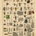 Remodelaholic | 25+ Free Incredible Insects Vintage Printable Images   Free Printable Vintage Art