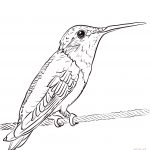 Ruby Throated Hummingbird Coloring Page | Free Printable Coloring Pages   Free Printable Pictures Of Hummingbirds