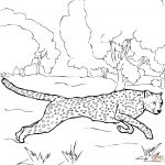 Running Cheetah Coloring Page | Free Printable Coloring Pages   Free Printable Cheetah Pictures