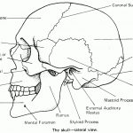 Skull Anatomy Coloring Pages Printable | Coloring For Kids 2018   Free Anatomy Coloring Pages Printable
