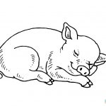 Sleeping Baby Pig Coloring Page | Free Printable Coloring Pages   Pig Coloring Sheets Free Printable