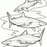 Three Tiger Sharks Coloring Page | Free Printable Coloring Pages   Free Printable Shark Coloring Pages