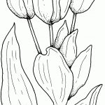Tulips Flower Coloring Page | Free Printable Coloring Pages   Free Printable Tulip Coloring Pages