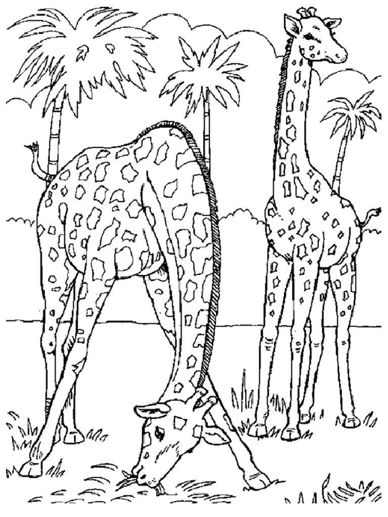 Free Printable Wild Animal Coloring Pages Free Printable